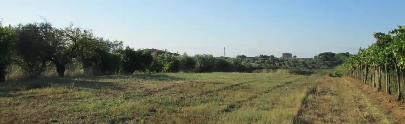 Rexer-Roma-Orti-in-affitto-terreno